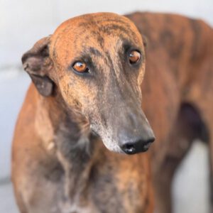 Galgo Frodo, 02/2021, ca. 60 cm