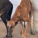 Galgo Frodo, 02/2021, ca. 60 cm