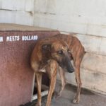 Galgo Frodo, 02/2021, ca. 60 cm