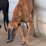 Galgo Frodo, 02/2021, ca. 60 cm