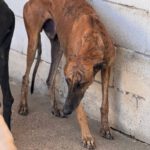 Galgo Frodo, 02/2021, ca. 60 cm