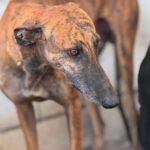 Galgo Frodo, 02/2021, ca. 60 cm