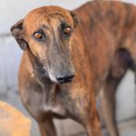 Galgo Frodo, 02/2021, ca. 60 cm