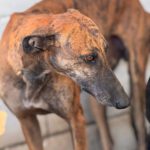 Galgo Frodo, 02/2021, ca. 60 cm