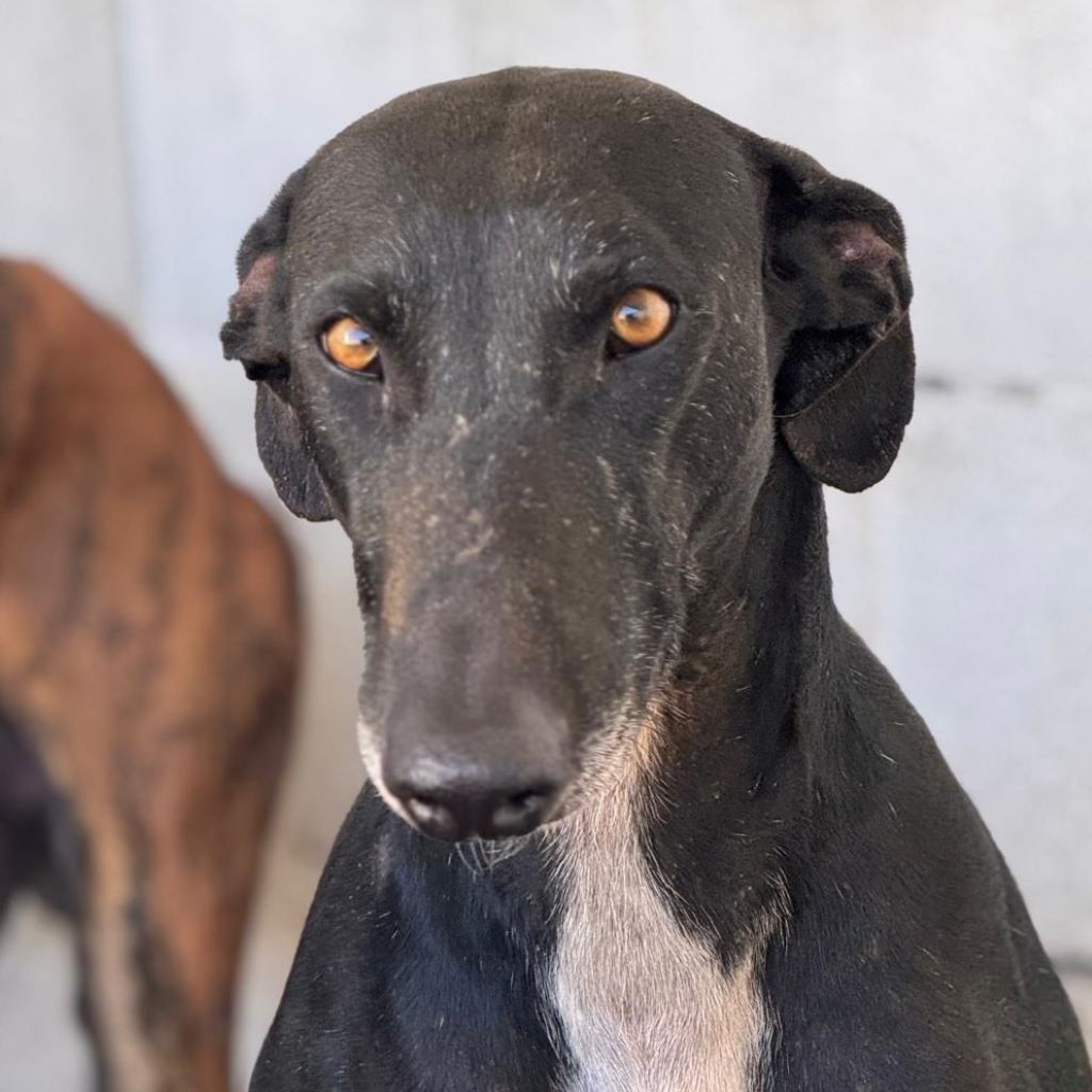 Galgo Furia, 03/2019, ca. 60 cm