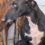 Galgo Furia, 03/2019, ca. 60 cm