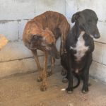 Galgo Furia, 03/2019, ca. 60 cm