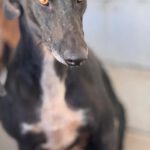 Galgo Furia, 03/2019, ca. 60 cm