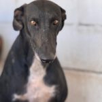 Galgo Furia, 03/2019, ca. 60 cm