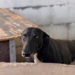 Galgo Furia, 03/2019, ca. 60 cm