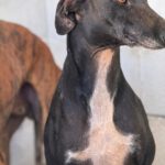 Galgo Furia, 03/2019, ca. 60 cm