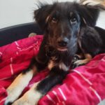 Mischling Fussel, 06/2025, Endgröße ca. 55- 60 cm, 90762 Fürth