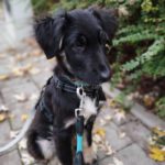 Mischling Fussel, 06/2025, Endgröße ca. 55- 60 cm, 90762 Fürth