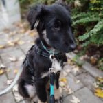 Mischling Fussel, 06/2025, Endgröße ca. 55- 60 cm, 90762 Fürth