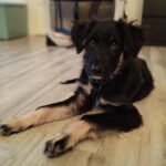 Mischling Fussel, 06/2025, Endgröße ca. 55- 60 cm, 90762 Fürth