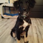 Mischling Fussel, 06/2025, Endgröße ca. 55- 60 cm, 90762 Fürth