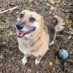 Mischling Gaja, 01/2016, 50 cm