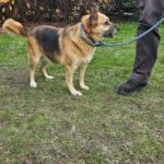 Mischling Gaja, 01/2016, 50 cm