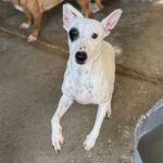 Bodeguero Mischling Garfia, 11/2024, ca. 40 cm