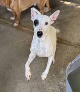 Bodeguero Mischling Garfia, 11/2024, ca. 40 cm