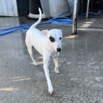 Bodeguero Mischling Garfia, 11/2024, ca. 40 cm