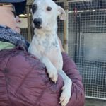 Bodeguero Mischling Garfia, 11/2024, ca. 40 cm