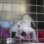 Bodeguero Mischling Garfia, 11/2024, ca. 40 cm