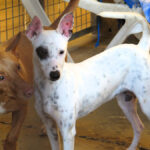 Bodeguero Mischling Garfia, 11/2024, ca. 40 cm