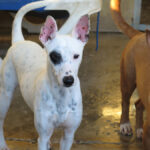 Bodeguero Mischling Garfia, 11/2024, ca. 40 cm