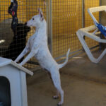 Bodeguero Mischling Garfia, 11/2024, ca. 40 cm