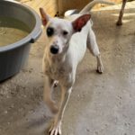 Bodeguero Mischling Garfia, 11/2024, ca. 40 cm