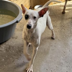 Bodeguero Mischling Garfia, 11/2024, ca. 40 cm