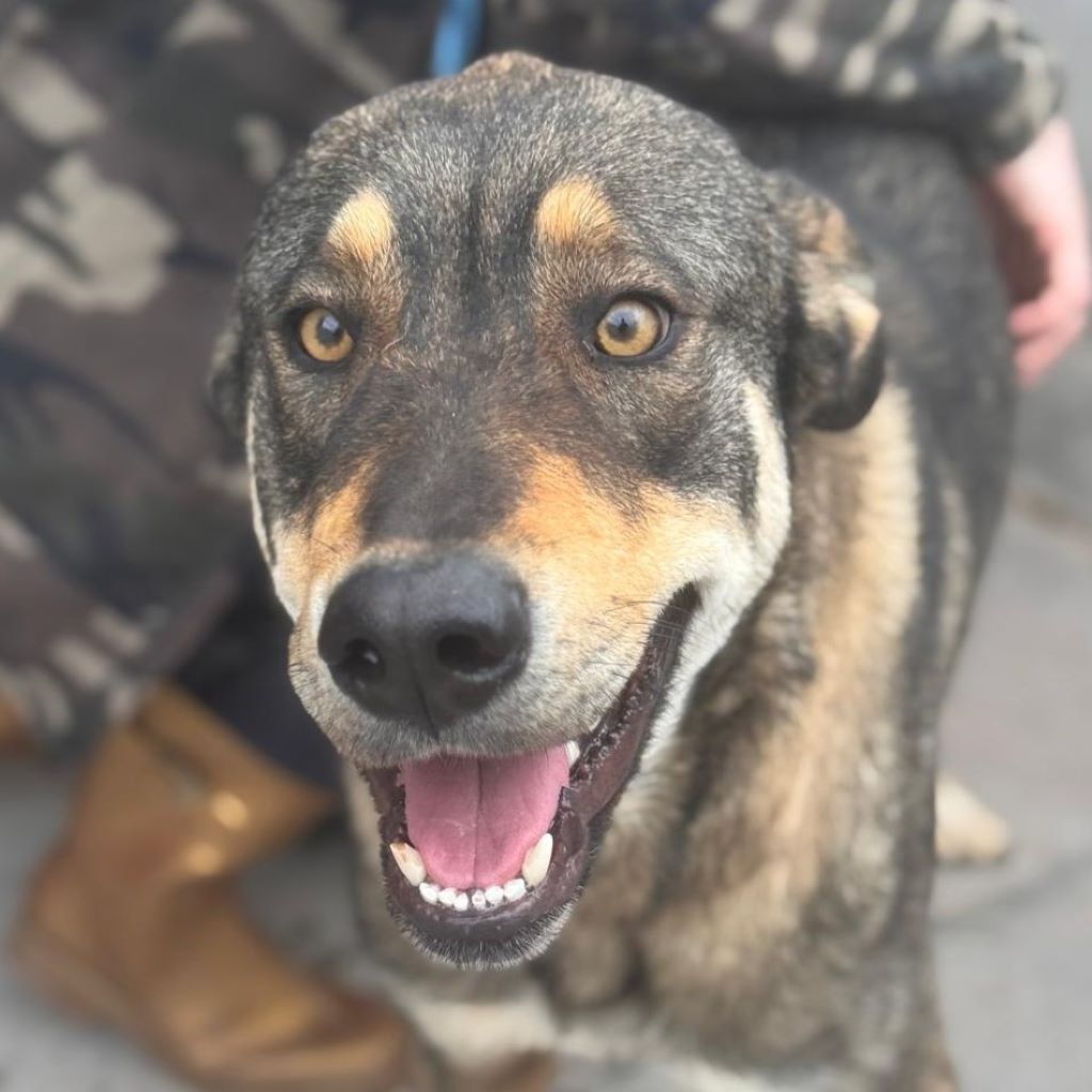 Mastin Mischling Godiva, 11/2023, ca. 60 cm