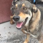 Mastin Mischling Godiva, 11/2023, ca. 60 cm