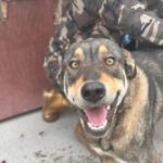 Mastin Mischling Godiva, 11/2023, ca. 60 cm