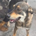 Mastin Mischling Godiva, 11/2023, ca. 60 cm