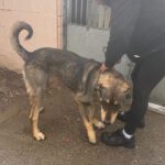 Mastin Mischling Godiva, 11/2023, ca. 60 cm