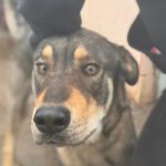 Mastin Mischling Godiva, 11/2023, ca. 60 cm