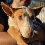 Podenco Gordi, 10/2011, ca. 45 cm