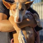 Podenco Gordi, 10/2011, ca. 45 cm