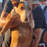 Podenco Gordi, 10/2011, ca. 45 cm