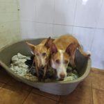 Podenco Gordi, 10/2011, ca. 45 cm