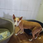 Podenco Gordi, 10/2011, ca. 45 cm