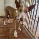 Podenco Gordi, 10/2011, ca. 45 cm