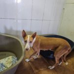 Podenco Gordi, 10/2011, ca. 45 cm