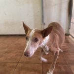 Podenco Gordi, 10/2011, ca. 45 cm