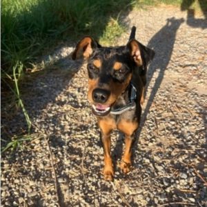 Pinscher Gosbi, 10/2024, ca. 36 cm