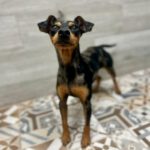 Pinscher Gosbi, 10/2024, ca. 36 cm