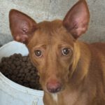 Podenco Harriet, 10/2022, ca. 40 cm