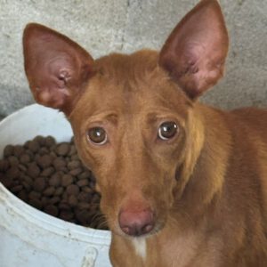 Podenco Harriet, 10/2022, ca. 40 cm
